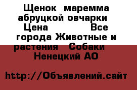 Щенок  маремма абруцкой овчарки › Цена ­ 50 000 - Все города Животные и растения » Собаки   . Ненецкий АО